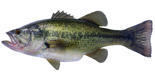 Largemouth Bass