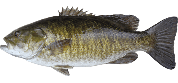 Smallmouth Bass