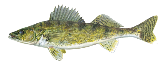 Walleye